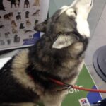 Como puedo traer un Husky Siberiano de pura raza a Republica Dominicana
