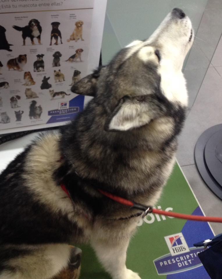 Como puedo traer un Husky Siberiano de pura raza a Republica Dominicana - Como puedo traer